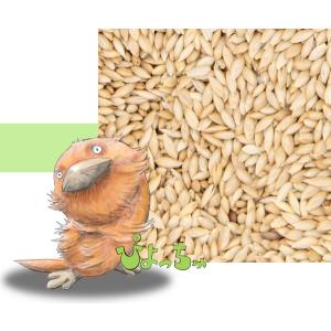 カナリヤシード 20kg 紙袋入の商品画像