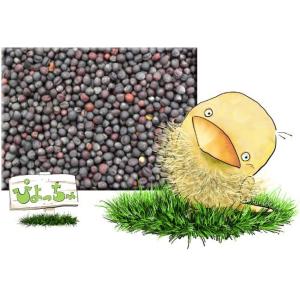 ナタネ（菜種）　20kｇ