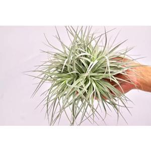 エアープランツ コットンキャンディの商品一覧 通販 Yahoo ショッピング