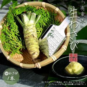 生わさび 有東木 M(40-60g) わさび 山葵 wasabi おろし金 お試し セット 生わさびセット 生わさびおろし器 静岡産 生わさびの保存方法 産地直送 本わさび 直売