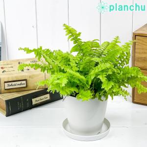 観葉植物 ネフロレピス ツデー 3.5号鉢 受け皿付き 育て方説明書付き Nephrolepis exaltata ‘Teddy Junior’ シダ  ボストンファーン ボストンファン｜planchu