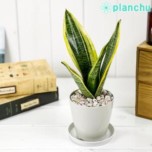 PLANCHU 観葉植物 サンセベリア スパーバ 3.5号鉢 受け皿付き 育て方説明書付き Sansevieria trifasciata cv.