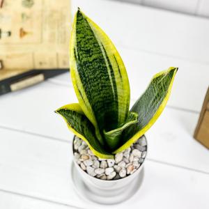 PLANCHU 観葉植物 サンセベリア スパー...の詳細画像1