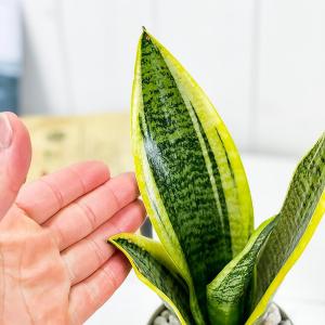 PLANCHU 観葉植物 サンセベリア スパー...の詳細画像2