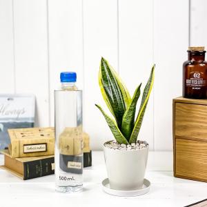 PLANCHU 観葉植物 サンセベリア スパー...の詳細画像3