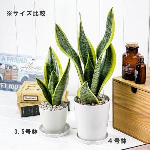 PLANCHU 観葉植物 サンセベリア スパー...の詳細画像4