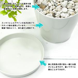 PLANCHU 観葉植物 サンセベリア スパー...の詳細画像5