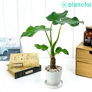 観葉植物 アロカシア シマクワズイモ 3.5号鉢 受け皿付き 育て方説明書付き Alocasia cucullata アロイド｜プランチュ Yahoo!店