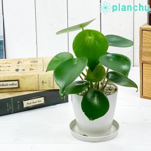 PLANCHU 観葉植物 ペペロミア ジェイド ...の商品画像