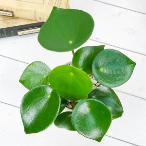 PLANCHU 観葉植物 ペペロミア ジェイド...の詳細画像1