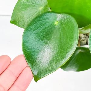 PLANCHU 観葉植物 ペペロミア ジェイド...の詳細画像2