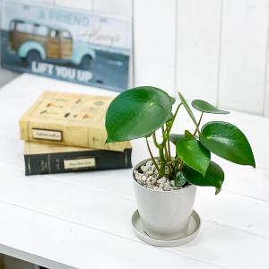 PLANCHU 観葉植物 ペペロミア ジェイド...の詳細画像3