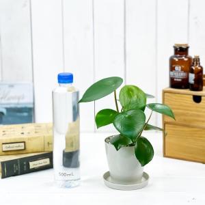 PLANCHU 観葉植物 ペペロミア ジェイド...の詳細画像4