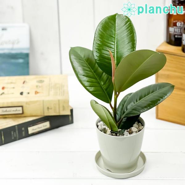 観葉植物 フィカス ソフィア 3.5号鉢 受け皿付き 育て方説明書付き  Ficus elastic...