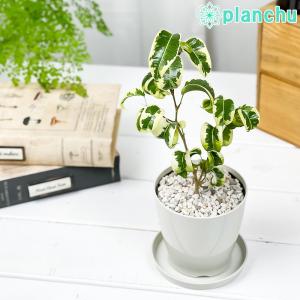 幸運を呼ぶ観葉植物の商品一覧 通販 Yahoo ショッピング