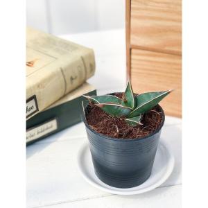 多肉植物 サンセベリア ピングイキュラ 2.5号ポット Sansevieria pinguicula サンスベリア｜planchu