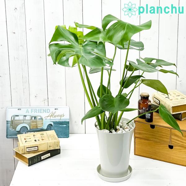 観葉植物 モンステラ 6号鉢 受け皿付き 育て方説明書付き Monstera