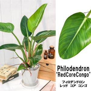 観葉植物 フィロデンドロン レッドコアコンゴ 6号鉢 Philodendron ‘Red Core Congo’