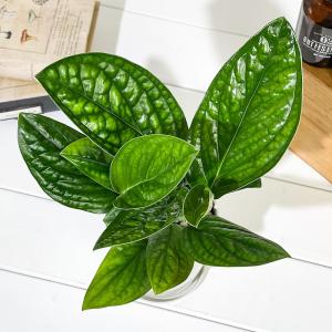 PLANCHU 観葉植物 モンステラ ジェイド...の詳細画像1