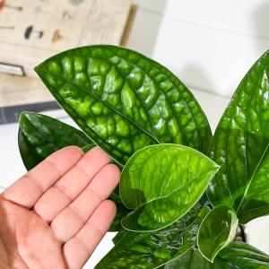 PLANCHU 観葉植物 モンステラ ジェイド...の詳細画像2