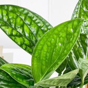 PLANCHU 観葉植物 モンステラ ジェイド...の詳細画像3
