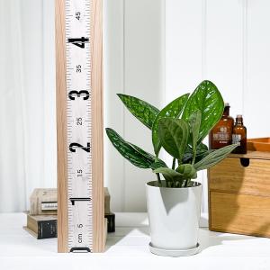 PLANCHU 観葉植物 モンステラ ジェイド...の詳細画像4