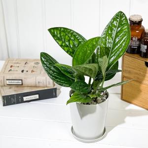 PLANCHU 観葉植物 モンステラ ジェイド...の詳細画像5