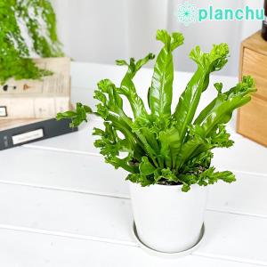 オオタニワタリ 観葉植物 の商品一覧 花 ガーデニング 通販 Yahoo ショッピング