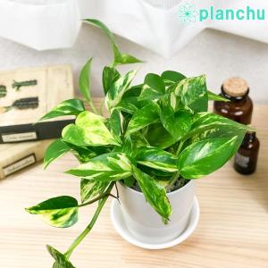 PLANCHU 観葉植物 ポトス ゴールデン 4...の商品画像
