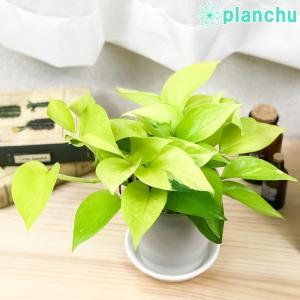 観葉植物 ポトス ライムの商品一覧 通販 Yahoo ショッピング