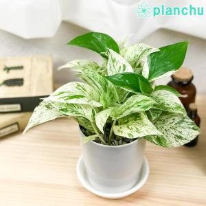 PLANCHU 観葉植物 ポトス マーブルクイー...の商品画像