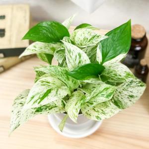 PLANCHU 観葉植物 ポトス マーブルクイ...の詳細画像1
