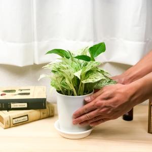 PLANCHU 観葉植物 ポトス マーブルクイ...の詳細画像2