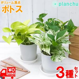 観葉植物 ポトス 3種セット ゴールデン ライム...の商品画像