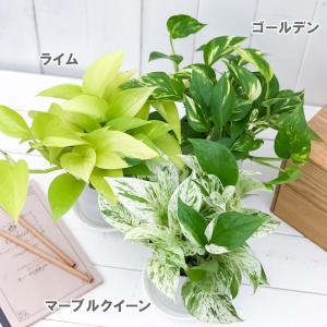 観葉植物 ポトス 3種セット ゴールデン ライ...の詳細画像1
