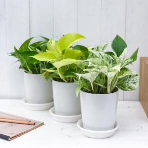 観葉植物 ポトス 3種セット ゴールデン ライ...の詳細画像2