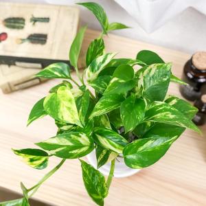 観葉植物 ポトス 3種セット ゴールデン ライ...の詳細画像4