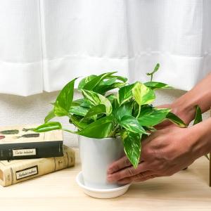 観葉植物 ポトス 3種セット ゴールデン ライ...の詳細画像5