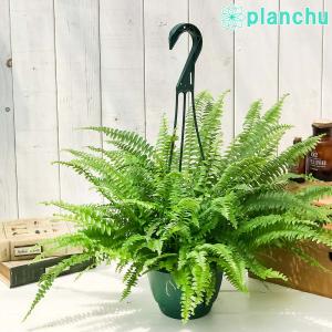 PLANCHU 観葉植物 ネフロレピス モンタナ...の商品画像
