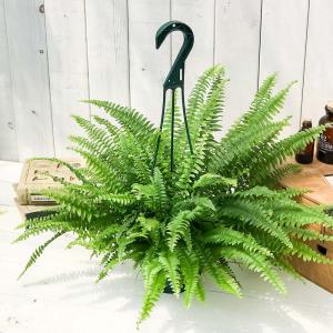 PLANCHU 観葉植物 ネフロレピス モンタ...の詳細画像1