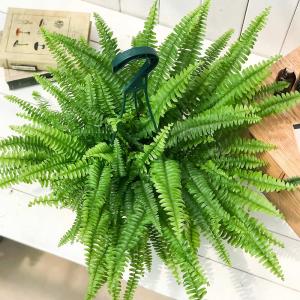 PLANCHU 観葉植物 ネフロレピス モンタ...の詳細画像2