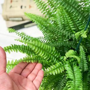 PLANCHU 観葉植物 ネフロレピス モンタ...の詳細画像3