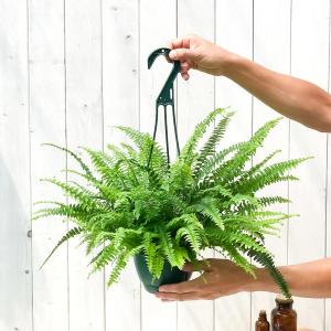 PLANCHU 観葉植物 ネフロレピス モンタ...の詳細画像4
