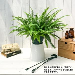 PLANCHU 観葉植物 ネフロレピス モンタ...の詳細画像5