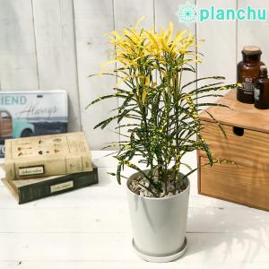観葉植物 クロトンの商品一覧 通販 Yahoo ショッピング