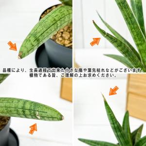 観葉植物 サンセベリア スパーバ 4号鉢 受け...の詳細画像4