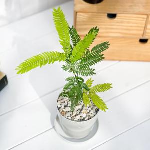 観葉植物 エバーフレッシュ 3.5号鉢 受け皿...の詳細画像1