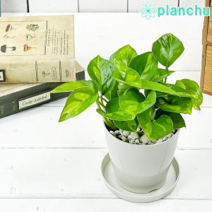 観葉植物 ポトス グローバルグリーン 3.5号鉢 受け皿付き 育て方説明書付き Epipremnum pinnatum ‘Global Green’  エピプレムヌム