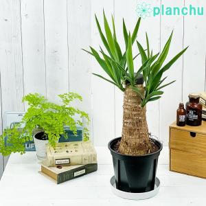 観葉植物 ユッカ グアテマレンシス 6号鉢 受け皿付き 育て方説明書付き Yucca guatemalensis マヤツリー｜planchu