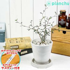 PLANCHU 観葉植物 メルヘンの木 ソフォラ リトルベイビー 4号樹脂鉢 ホワイト サスティー付き 受け皿付き 育て方説明書付き Sophor